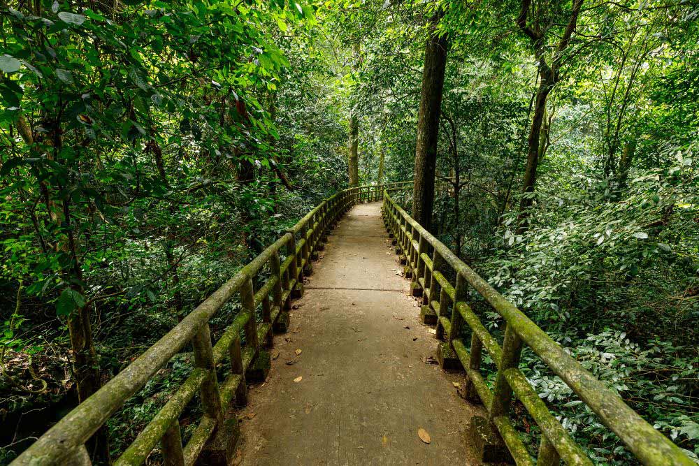 Cuc Phuong national park. Cuc Phuong National Park: A Treasure Trove of Biodiversity. Is Cuc Phuong National Park Worth It?