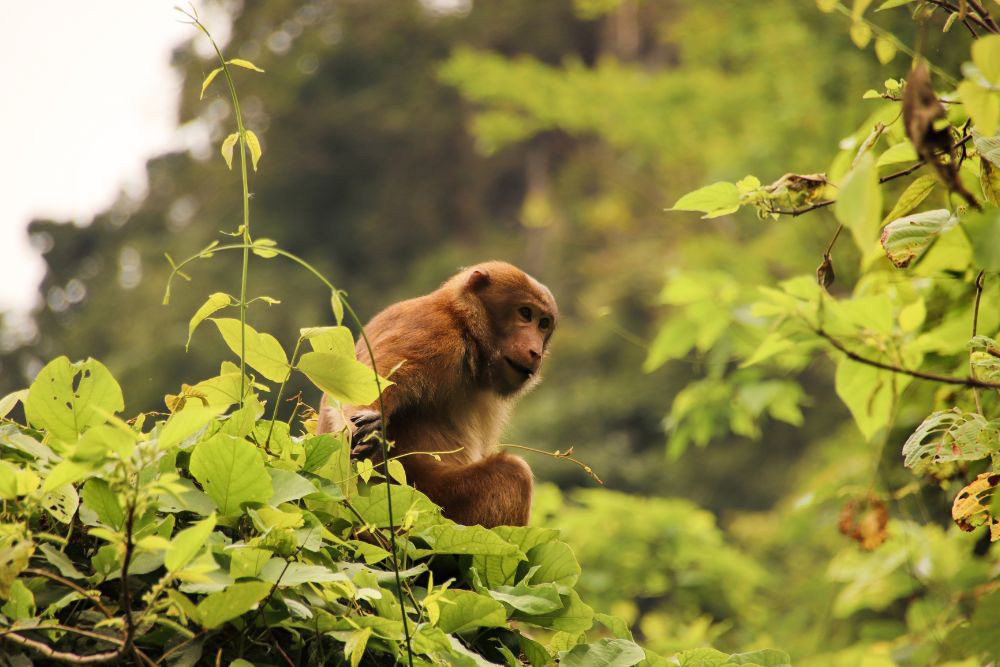 Cuc Phuong national park. Exploring Cuc Phuong National Park. Cuc Phuong National Park Animals