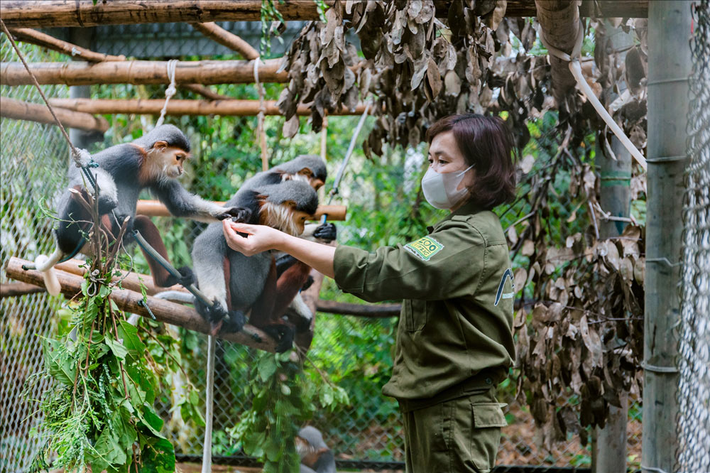 Cuc Phuong national park. Exploring Cuc Phuong National Park. Cuc Phuong National Park Endangered Primate Rescue Center
