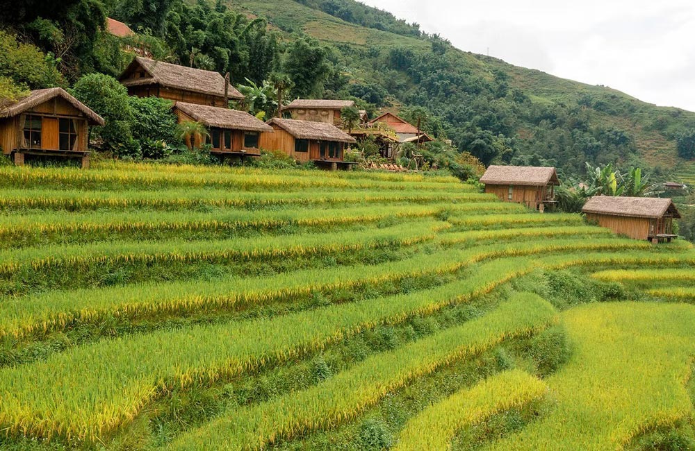 Eco Palms House Sapa Retreat 2026: Is It the Most Authentic Stay in Muong Hoa Valley?