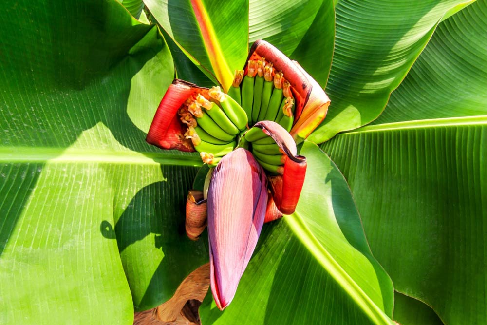 Flower of Vietnam blooms on the plate the floral essence of Vietnamese cúiine and tradition
