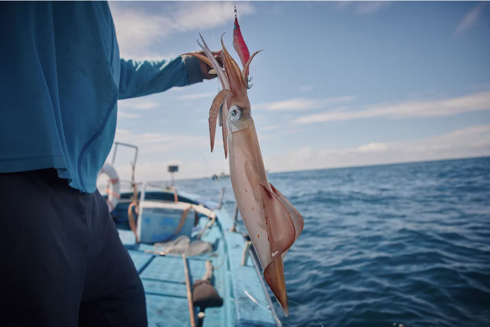 halong-squid-fishing