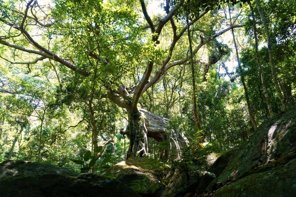 Lady Buddha Da Nang. What else should you see, and when should you go? A Simple Son Tra Mini-Loop. Heritage Banyan Tree  