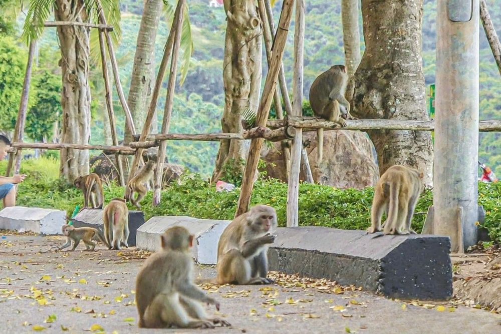 Lady Buddha Da Nang. Why is it called Monkey Mountain?