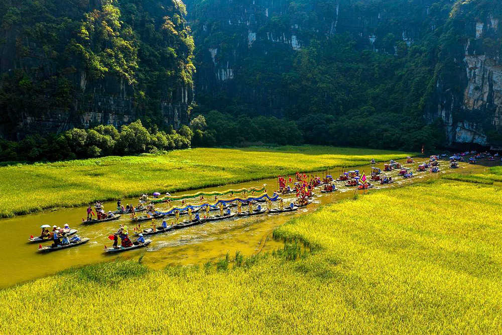 ninh-binh-golden-rice-filed