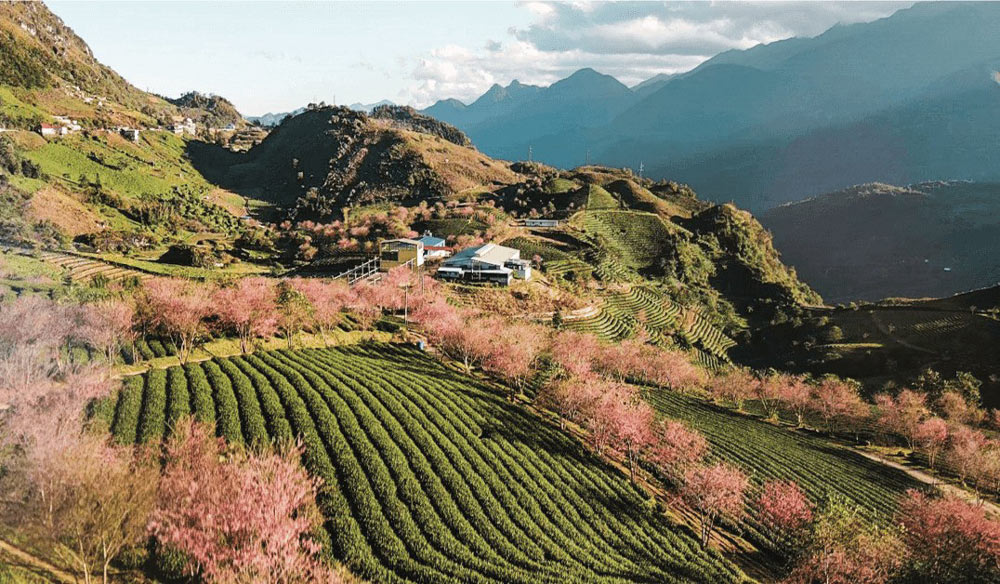 Sapa Catcat Hills Resort & Spa. Competitor Comparison: Which “Hill” is Right for You?