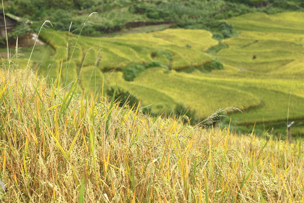 Sapa in September. Is 3 Days in Sapa Enough in September?