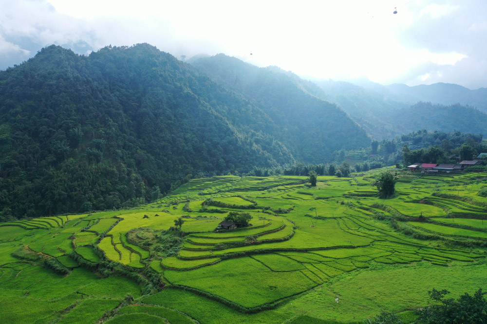 Sapa Rice Fields. The Seasonal Calendar: Best Time to Visit Sapa Rice Fields