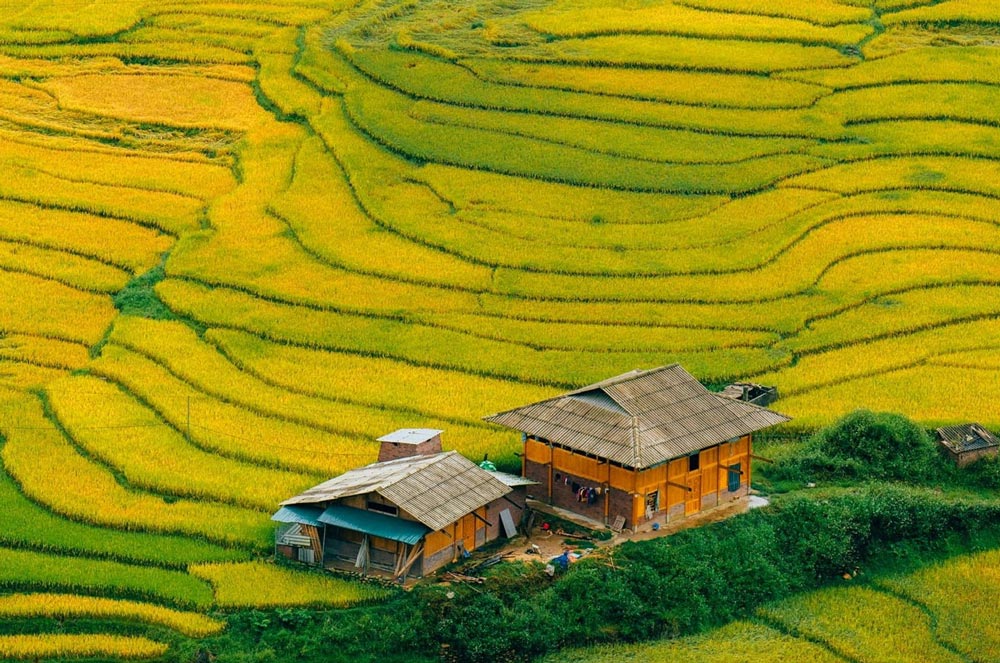 Sapa Rice Fields. Where to Find the Best Sapa Rice Terraces
