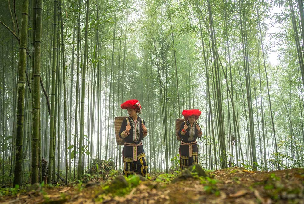 Sapa Solo Travel. FAQ: Your Sapa Solo Travel Questions Answered
