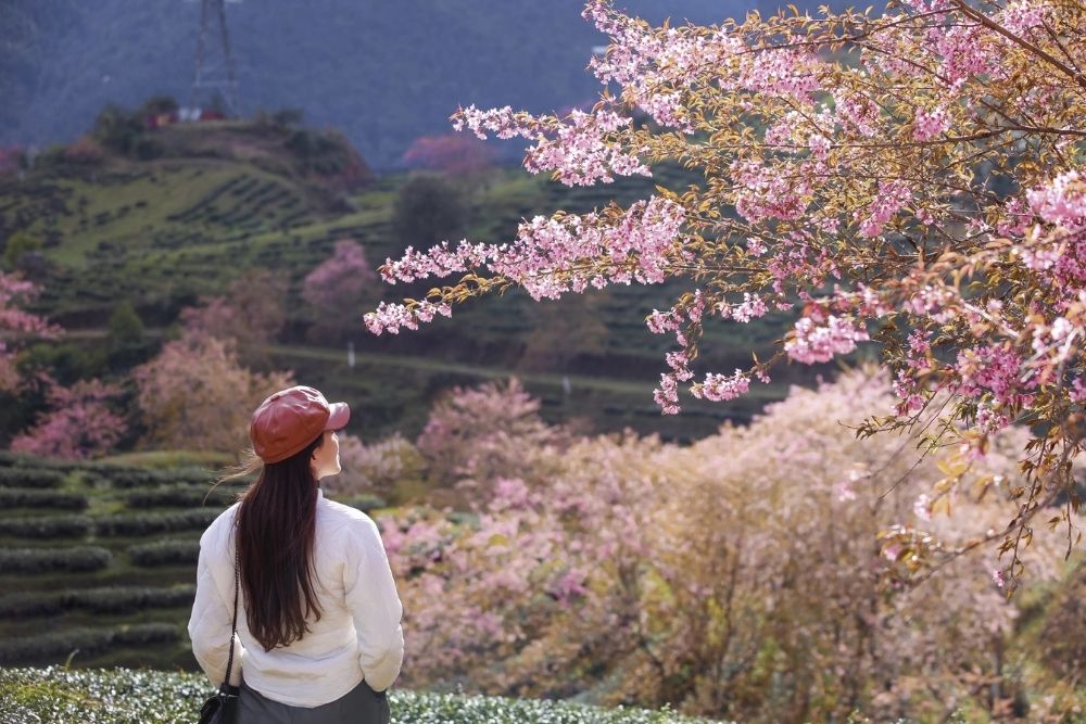 Sapa things to do. Winter Magic: Sapa in December. Top December Activities. Catch the Winter Blooms 