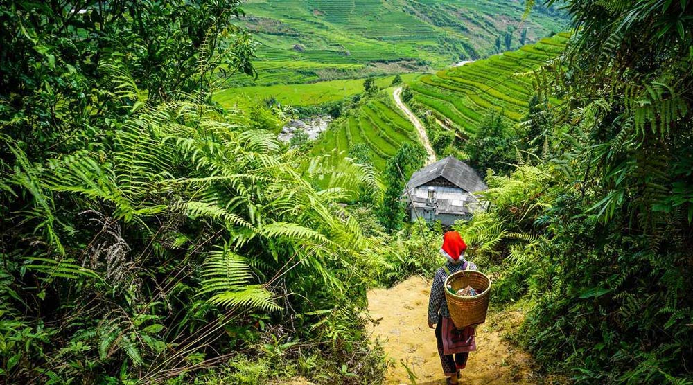 Sapa Trek Tour. The Ultimate Immersion: Sapa Trekking Tour 2 Days 1 Night