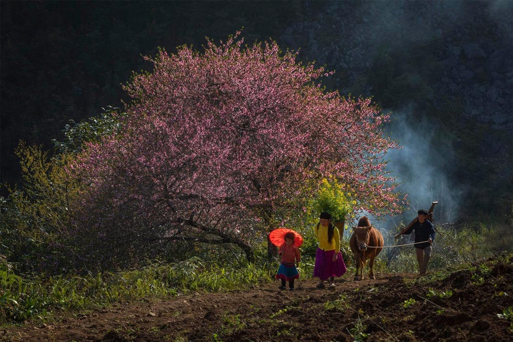 Sapa Weather in March 2027: Spring Blossoms, Temperatures and Trekking