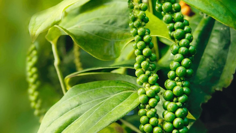 second-best-island-phu-quoc-pepper