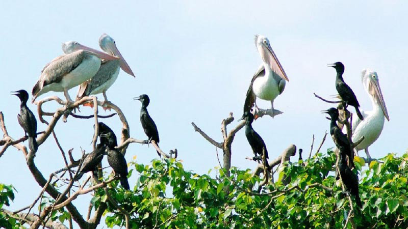 Things to do in Bac Lieu Immerse in Nature