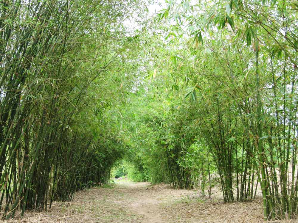 Off-the-Beaten-Path: A Surprising Array of Things to Do in Binh Duong