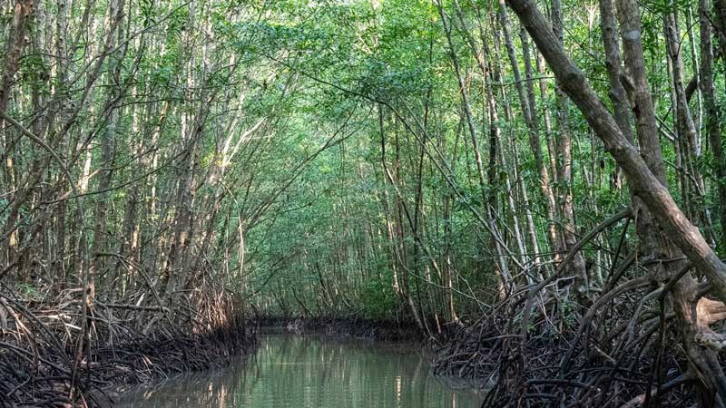 Things to do in Soc Trang. Explore the mangrove forest