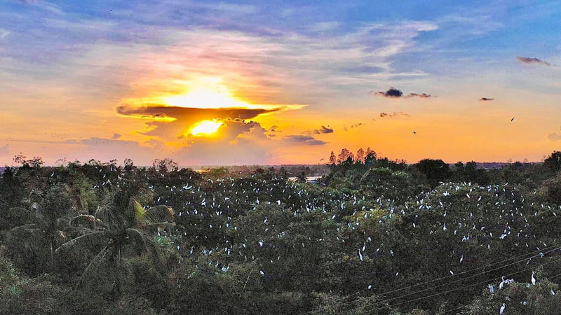 Things to do in Soc Trang. Visit Tan Long stork garden