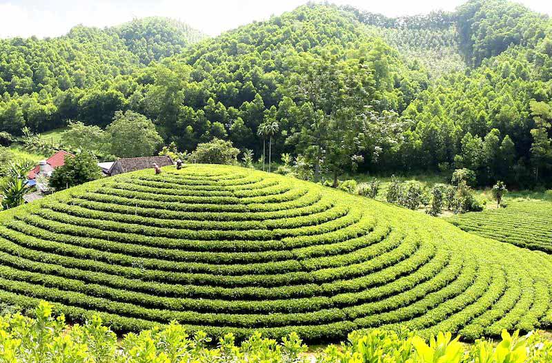 Things to do in Thai Nguyen Tips for Travelers