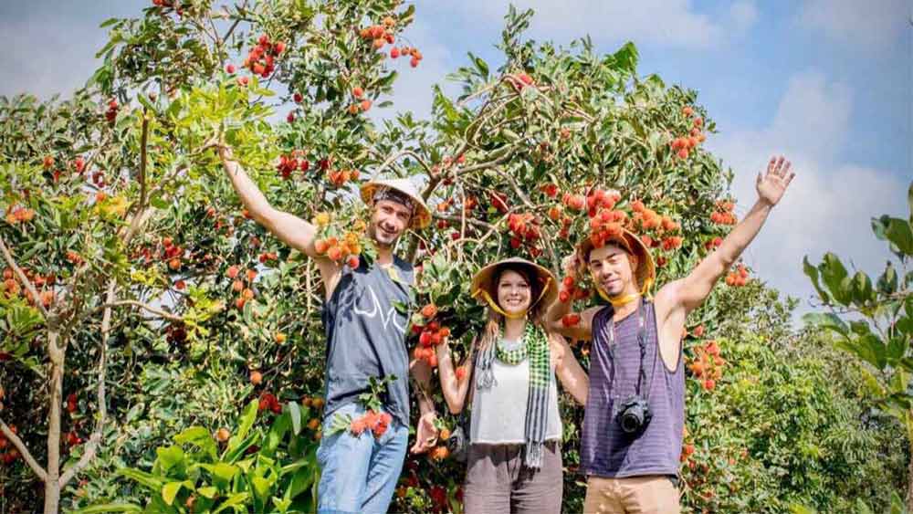 Things to do in Vinh Long. Tropical fruit paradise