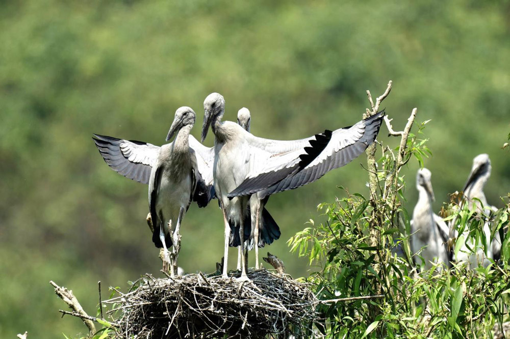 Thung Nham bird park. Birdwatching at Thung Nham Bird Park. Tips for Birdwatching