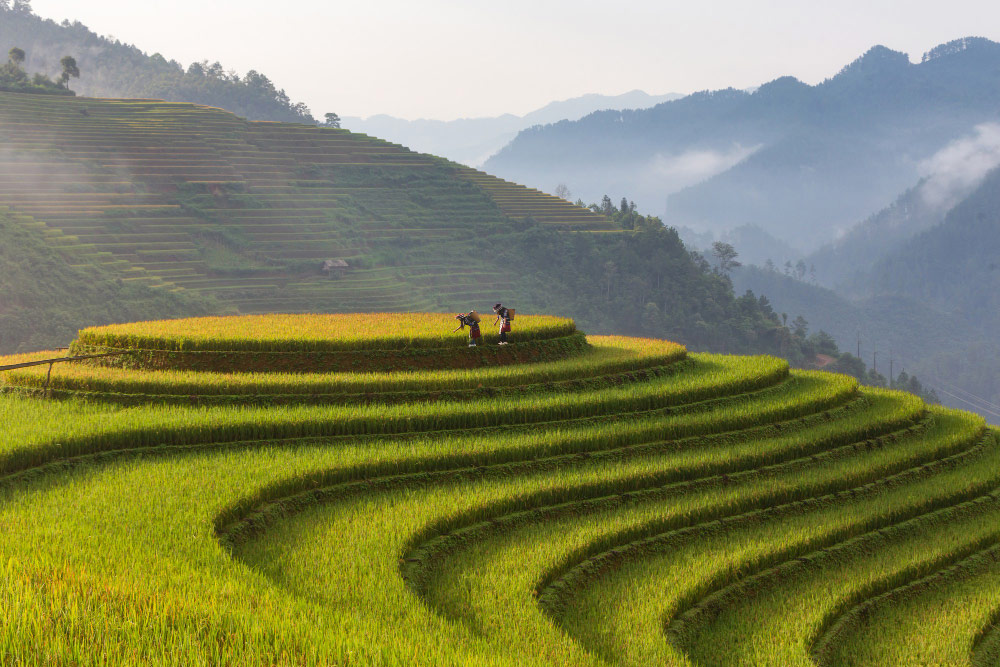 Vietnam Autumn Golden Rice Fields