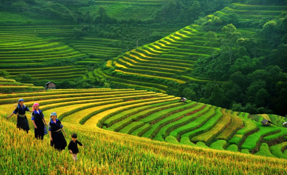 Discover Vietnam's Golden Season: Why Autumn is the Ideal Time to Explore