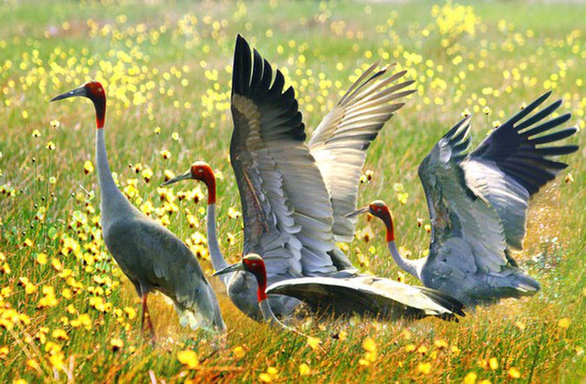 Vietnam national bird red-headed crane