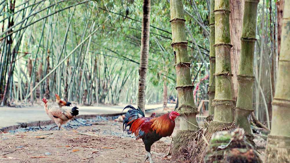Vietnam national tree. Bamboo: the backbone of Vietnamese culture and tradition