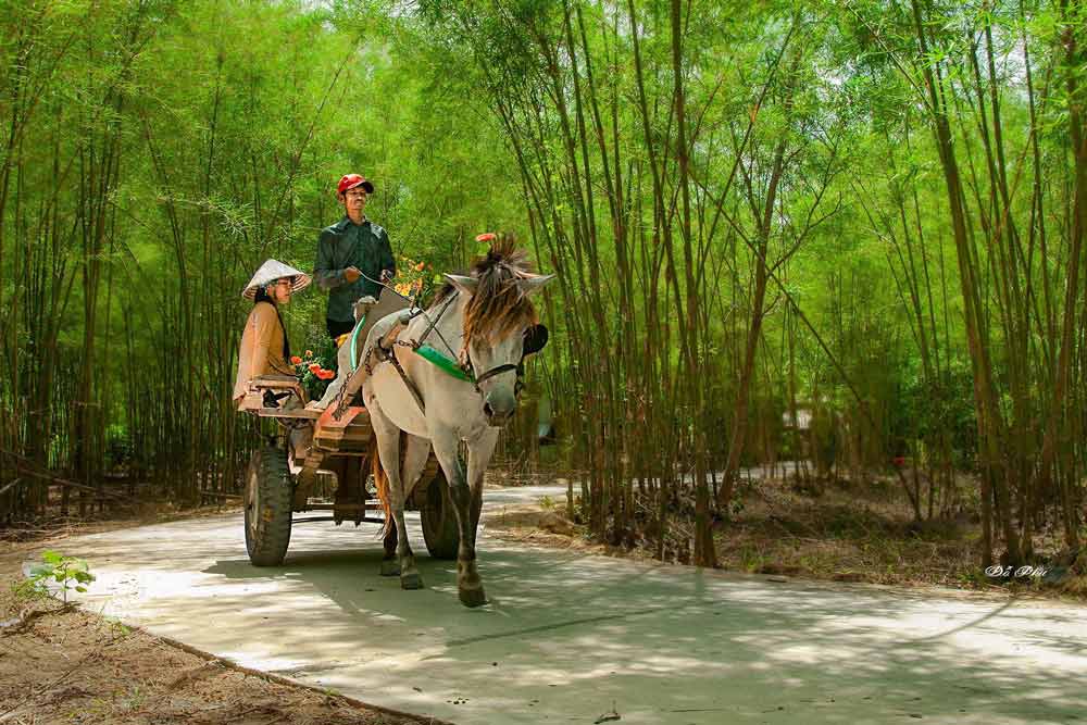 Vietnam national tree. O Ta Soc lake in An Giang