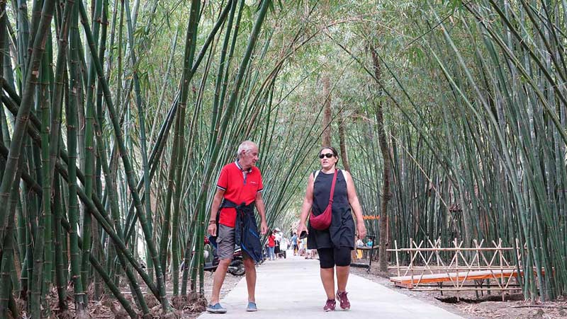 Embracing the Green Heart of Vietnam: Discover the National Tree