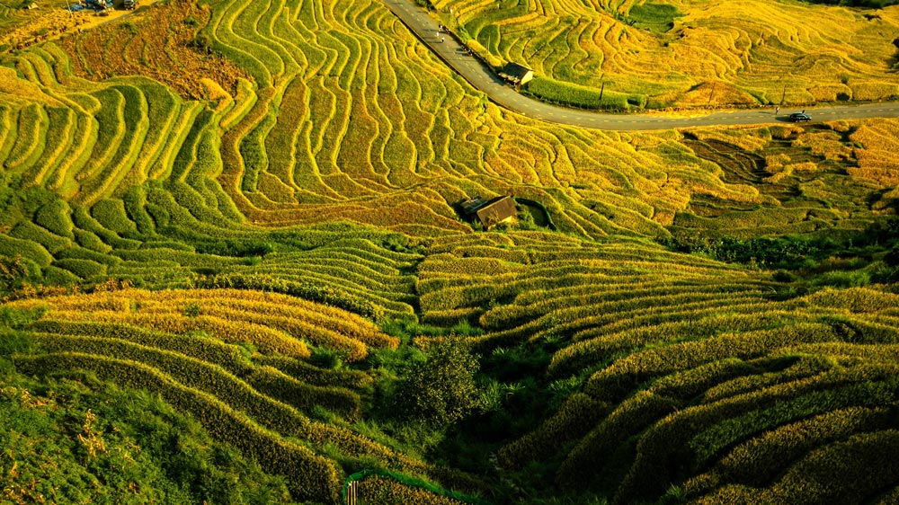 Exploring the Beauty of Vietnam's Rice Fields