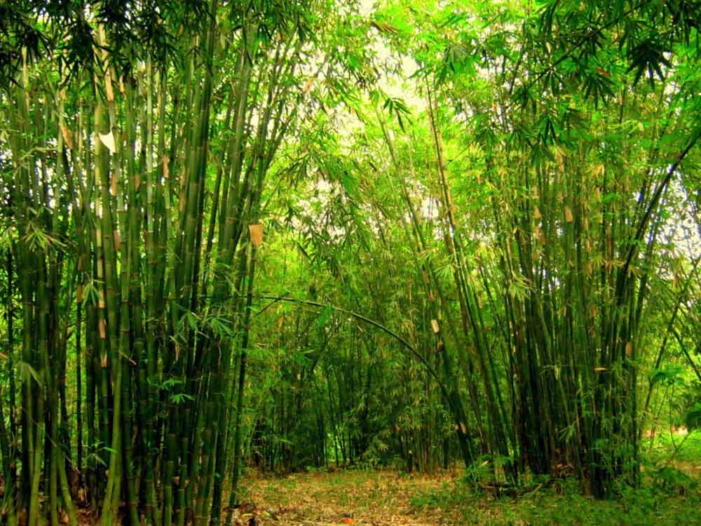 Vietnamese etiquette the foundation of Vietnamese etiquette pillars of grace and respect