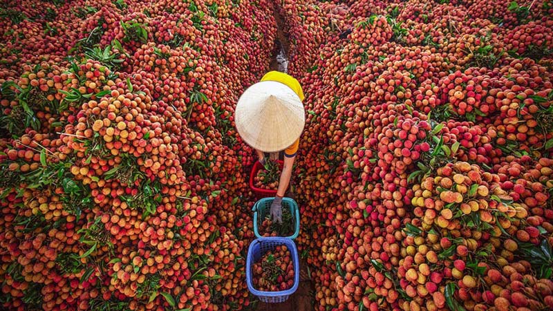 Vietnamese Fruits Tips for Travelers