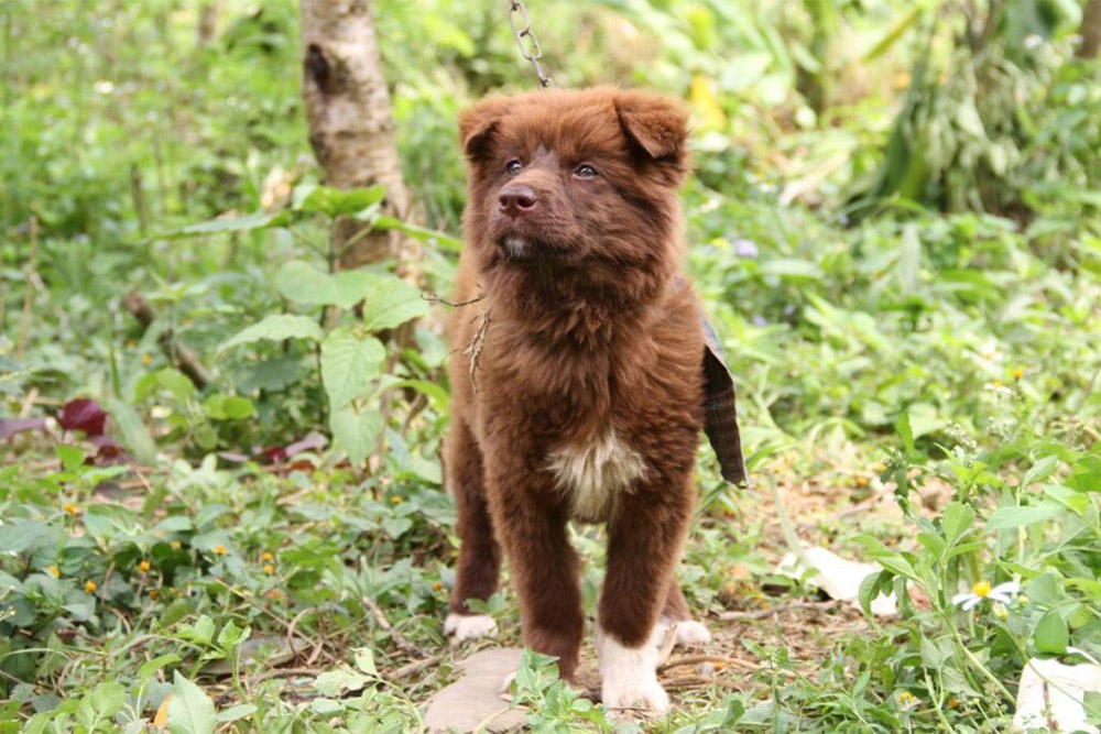 bac-ha-Cultural-Highlight-The-Legend-of-the-Bac-Ha-Dog