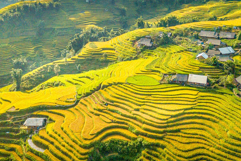 sapa-travel--When-to-Go-Timing-Your-Sapa-Vietnam-Travel-The-Golden-Harvest-September-November
