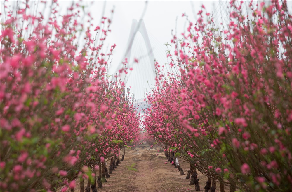 best time to visit Hanoi - Spring Season